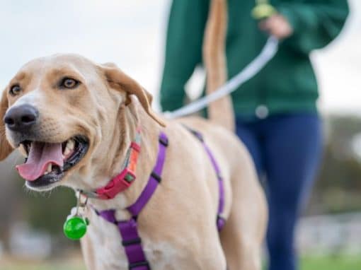 Leash Training for Dogs
