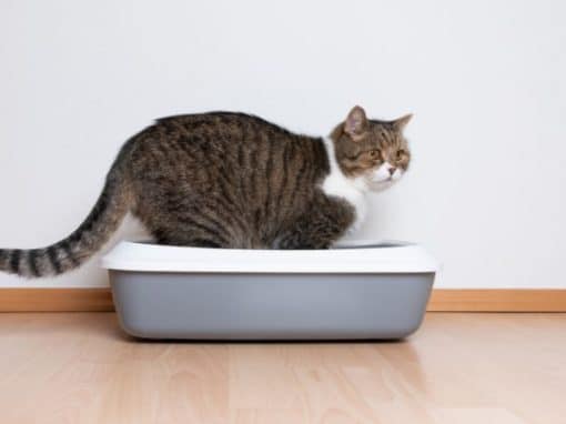 Litter Box Training for Cats