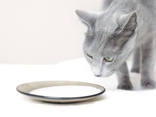 Can cats drink milk?
