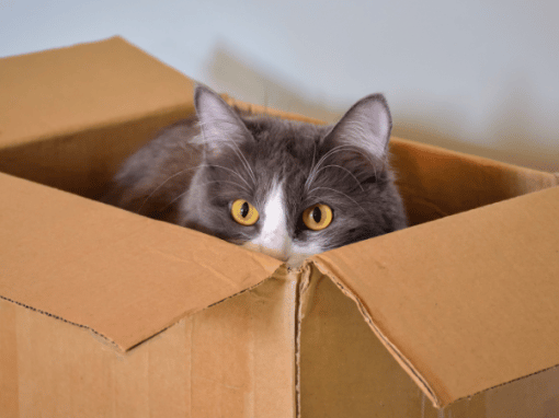 Cat Behaviour Explained