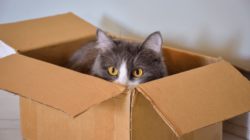 Pet Training Image