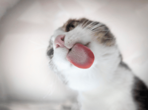 Cat Tongues: Everything You Need to Know