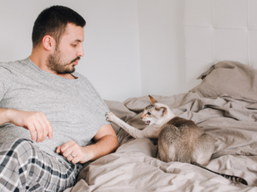 How to stop aggressive cat behaviour