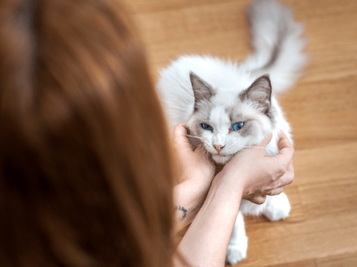 Which Cats Are Most Affectionate?