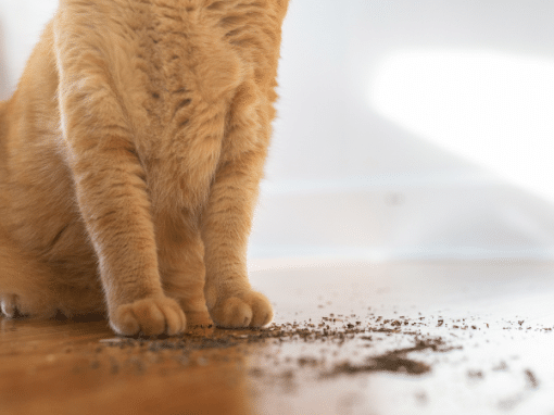 Will catnip calm an aggressive cat?