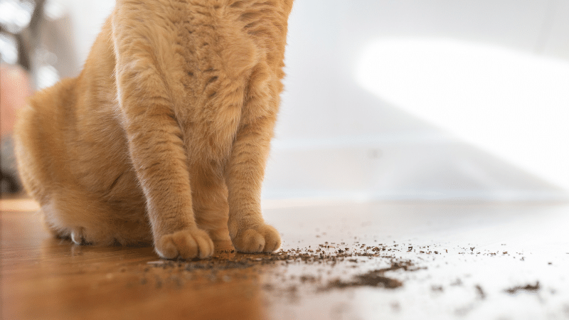 will catnip calm an aggressive cat will catnip calm an aggressive cat