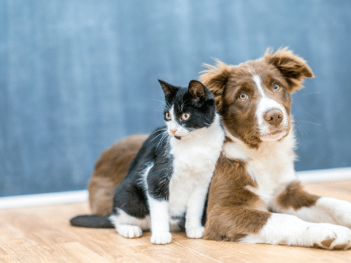 The Benefits of Professional Pet Training