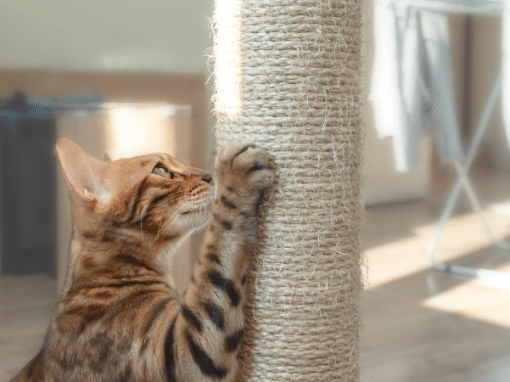 A Beginner’s Guide to Cat Training: Tips and Tricks