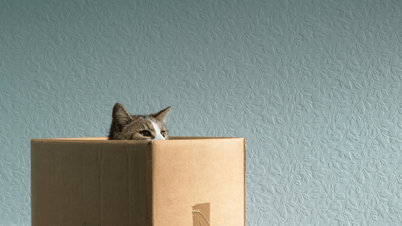 cat-behaviour cat-behaviour