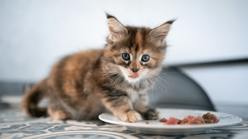 what-cats-like-to-eat