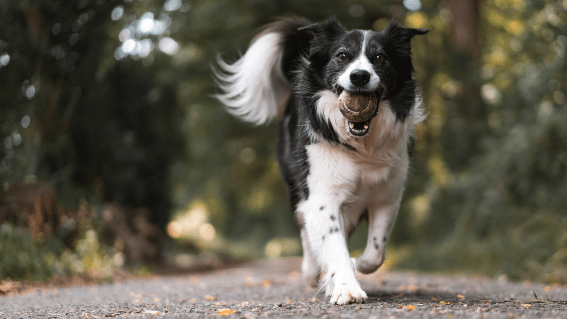 dog-training-obedience