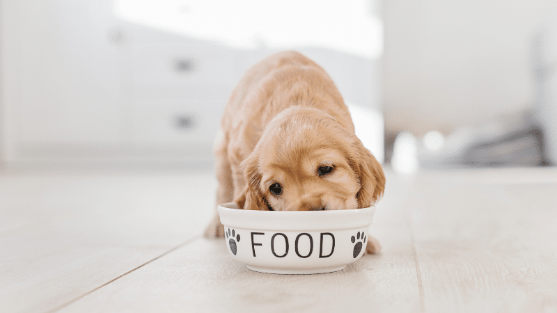 dog-food
