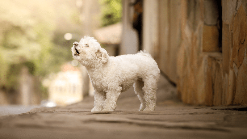 dog-barking
