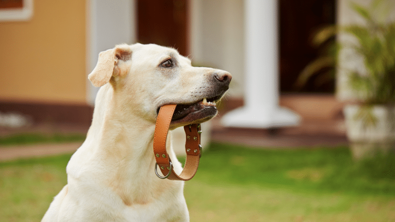 dog-collar dog-collar