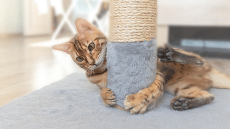 cat-scratching-post cat-scratching-post
