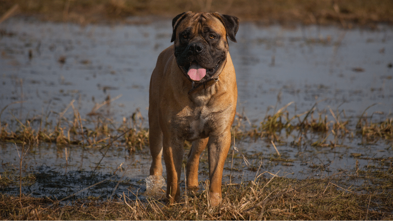 exploring-the-top-dog-breeds-in-south-africa
