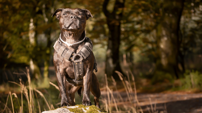 how-a-dog-harness-can-improve-your-pets-life