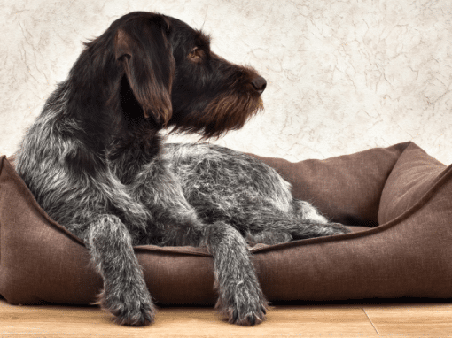 10 Benefits of Investing in a High-Quality Dog Bed for Your Pet