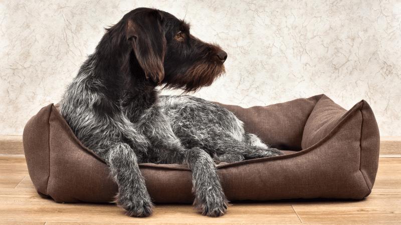 10-benefits-of-investing-in-a-high-quality-dog-bed