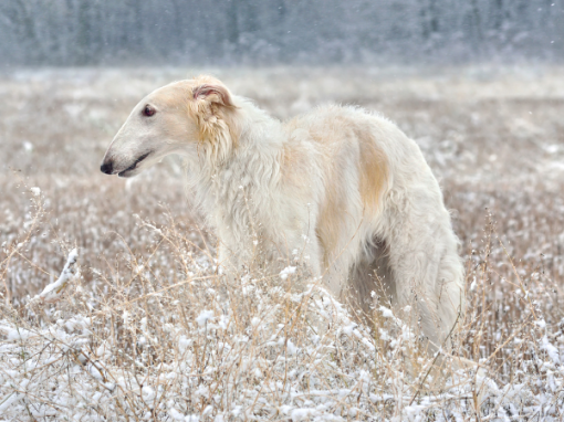 Discovering Rare and Unique Dog Types: Fascinating Breeds You’ve Never Heard Of