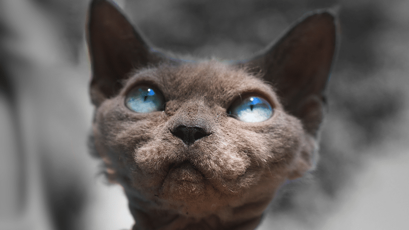 choosing-the-perfect-cat-breed-for-your-lifestyle choosing-the-perfect-cat-breed-for-your-lifestyle