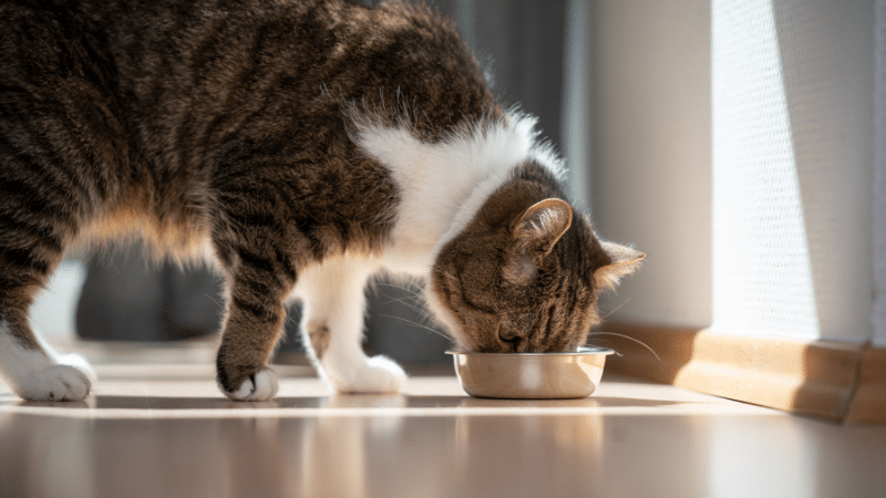 cat-food-101-the-essentials-of-feeding-your-beloved-pet
