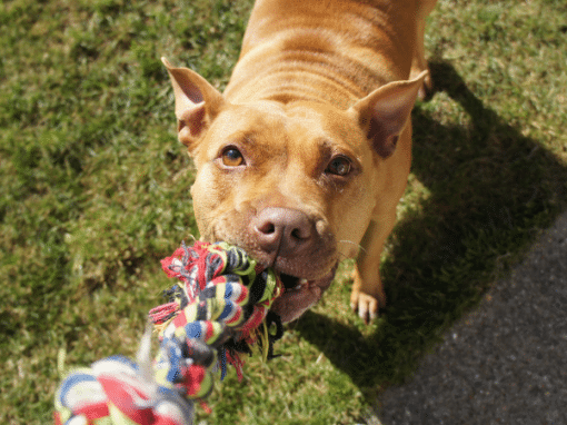 How Dog Toys Can Strengthen Your Relationship with Your Furry Friend