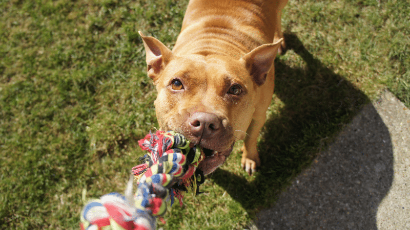 how-dog-toys-can-strengthen-your-relationship-with-your-furry-friend