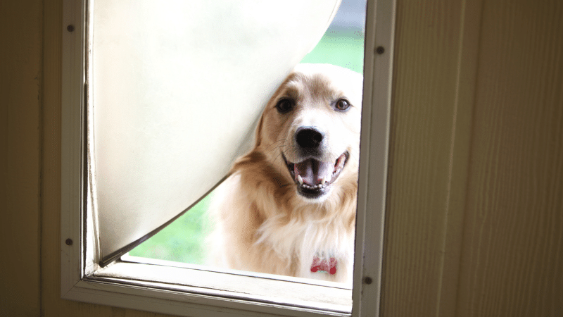 the-benefits-of-installing-a-dog-door-an-overview