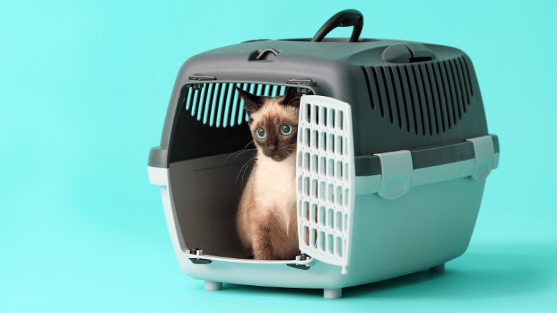 cat-carrier-safety-101-tips-and-tricks-for-a-smooth-journey