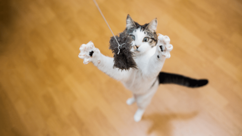 choosing-the-best-cat-toys-for-your-feline-friend choosing-the-best-cat-toys-for-your-feline-friend