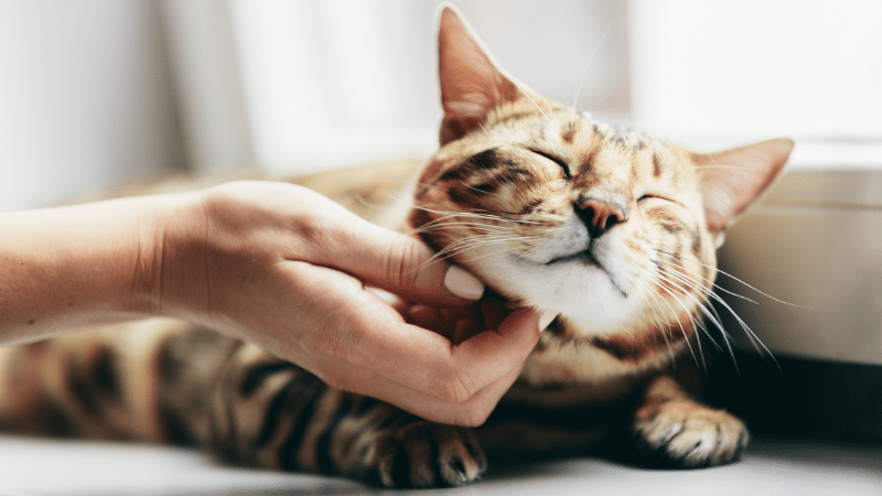 the-science-behind-cats-purring-unveiling-the-mysteries