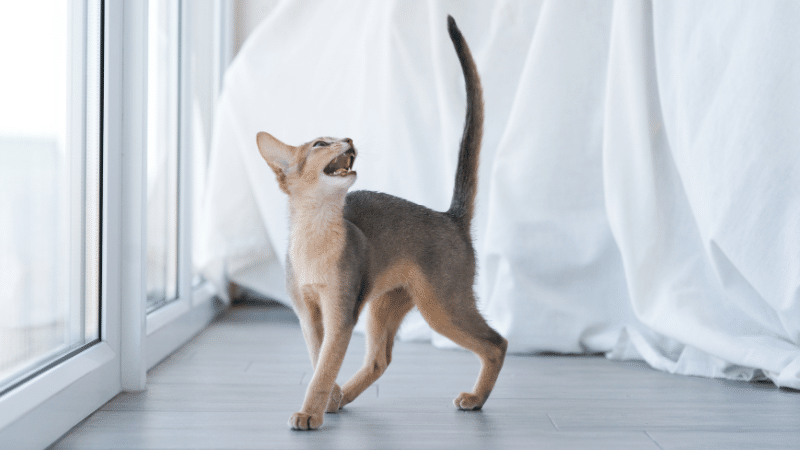 why-do-cats-meow-how-your-feline-friend-communicates-with-you