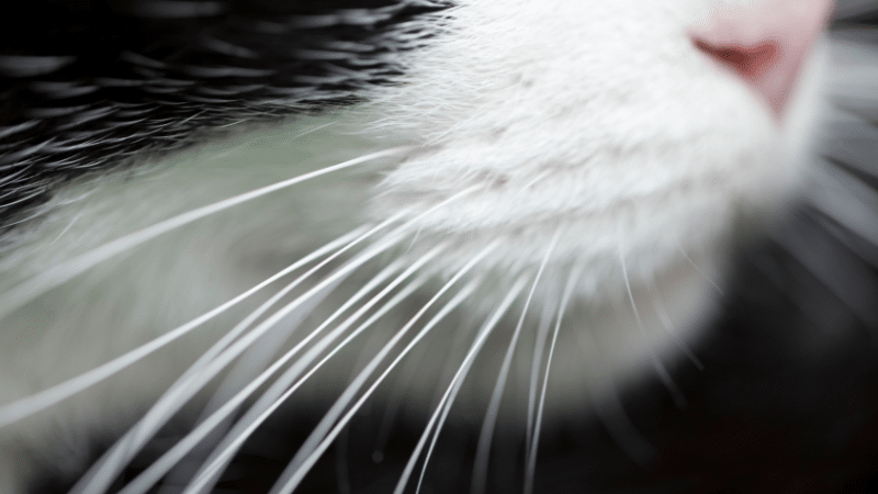cats-whiskers-how-they-aid-in-balance-and-hunting-abilities