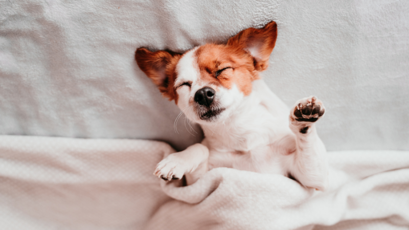 how-to-choose-the-right-size-and-material-for-your-dog-blankets