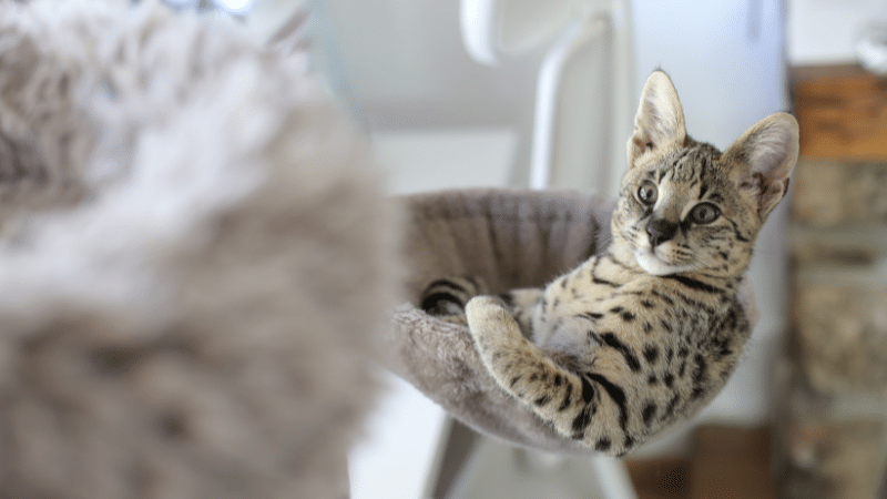 explore-the-enchanting-cat-breeds-in-south-africa explore-the-enchanting-cat-breeds-in-south-africa