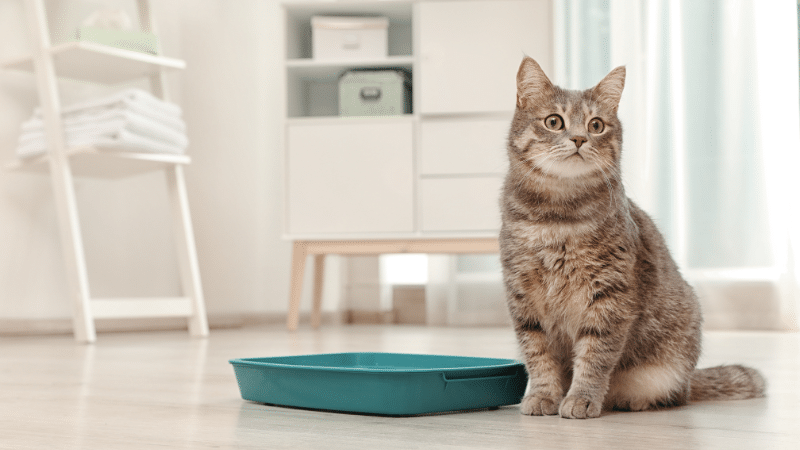 cat-litter-box-essentials-training-and-maintenance