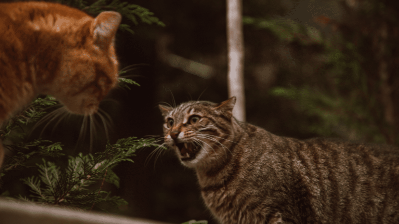 cats-fighting-strategies-and-solutions-for-owners