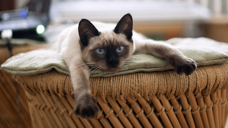explore-popular-cat-breeds-traits-and-care-tips