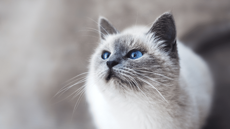 extending-your-cats-lifespan-tips-for-a-long-life
