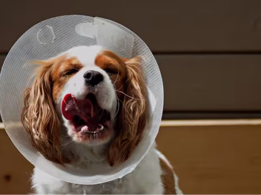 Dog Cones 101: Tips for a Stress-Free Healing Process