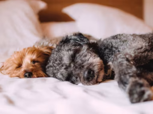 Effective Dog Fighting Prevention and Behaviour Tips