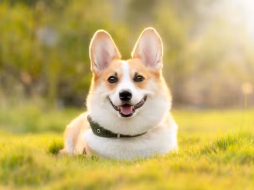 The Science Behind Dog Whistles: How They Work