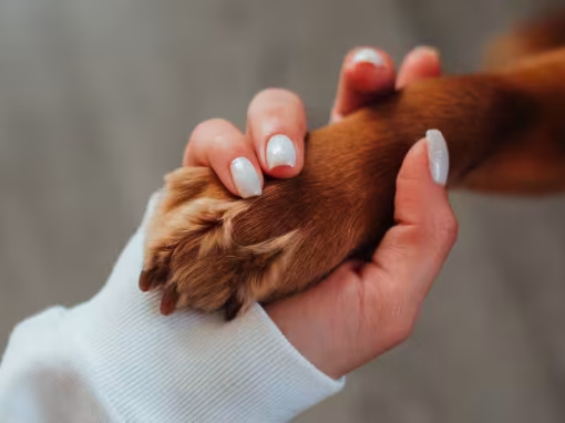 Common Dog Paw Problems and How to Treat Them