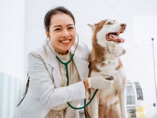 Dog Vaccinations – What Pet Owners Need to Know