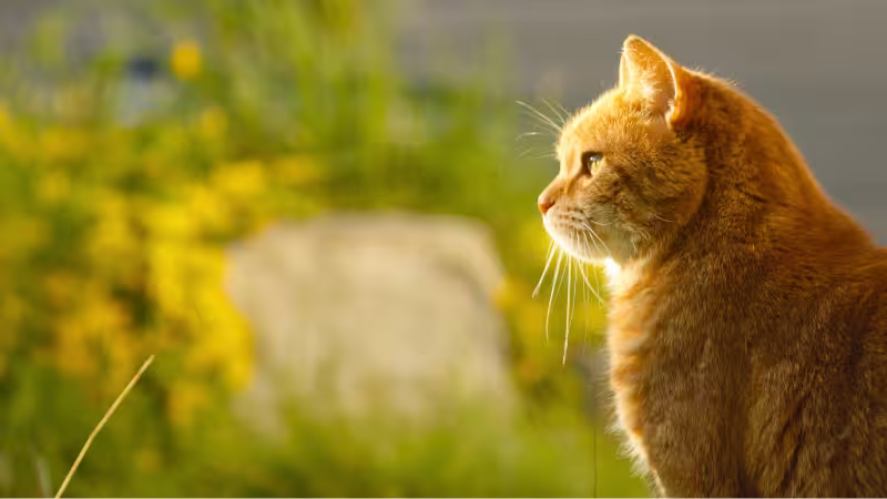 are-cats-protective-of-humans-the-truth-revealed are-cats-protective-of-humans-the-truth-revealed