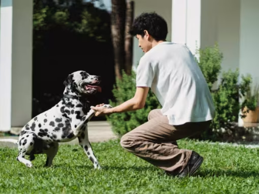 The Intelligence of Dogs – How Smart Is Man’s Best Friend?