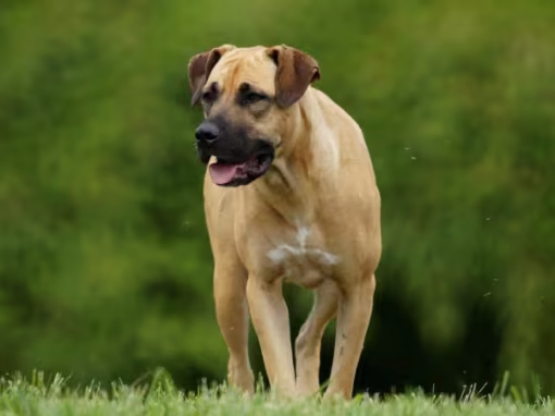 South Africa’s Powerful Guardian Dog: The Boerboel
