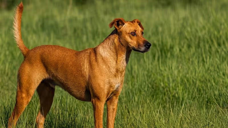 meet-the-africanis-the-indigenous-dog-of-south-africa