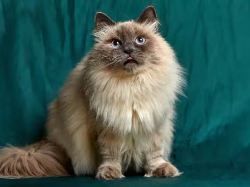 Birman Cat Breed Guide: History, Personality, and Care